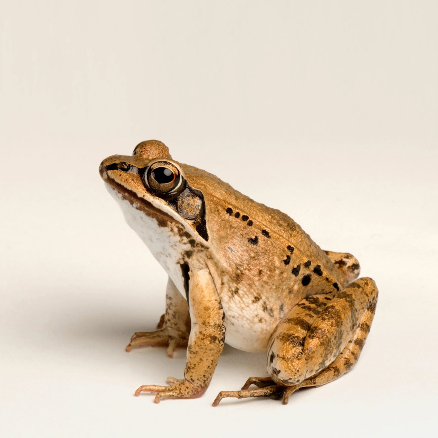 Blue Silk Tuxedo (Shopify Swatch Logic Test)